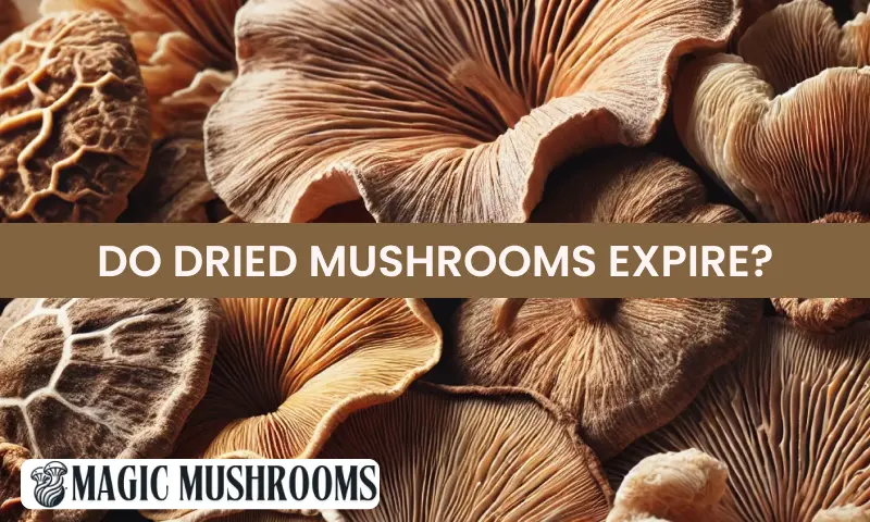 Do Dried Mushrooms Expire