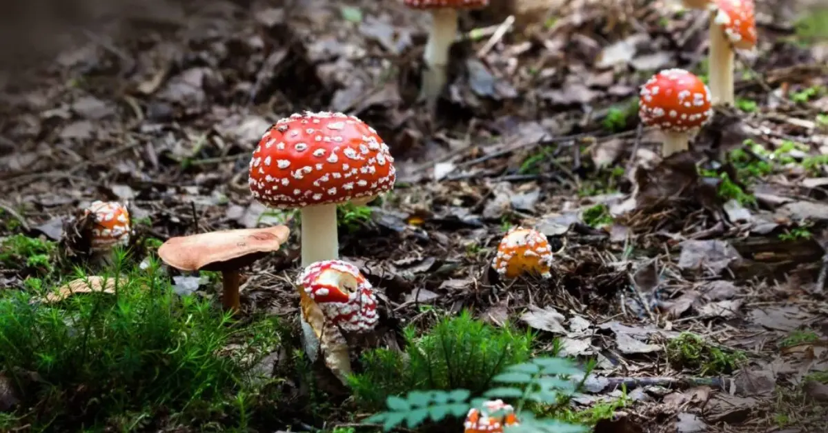 6 Mental Health Benefits of Magic Mushrooms