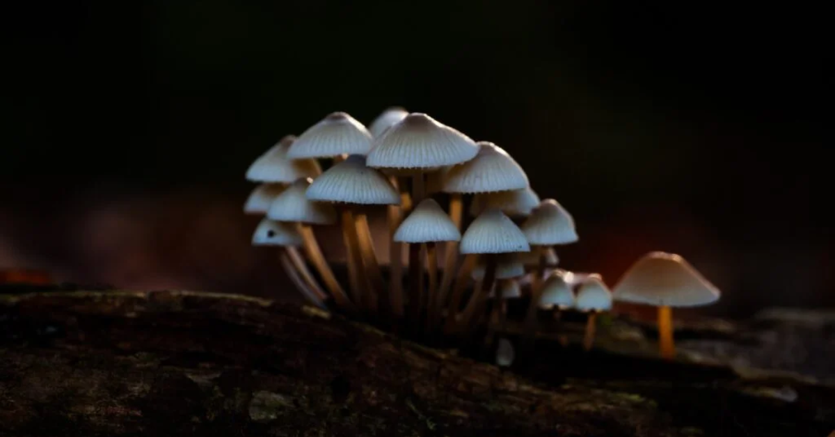 Microdosing Psilocybin Unlock Psychedelic Therapy