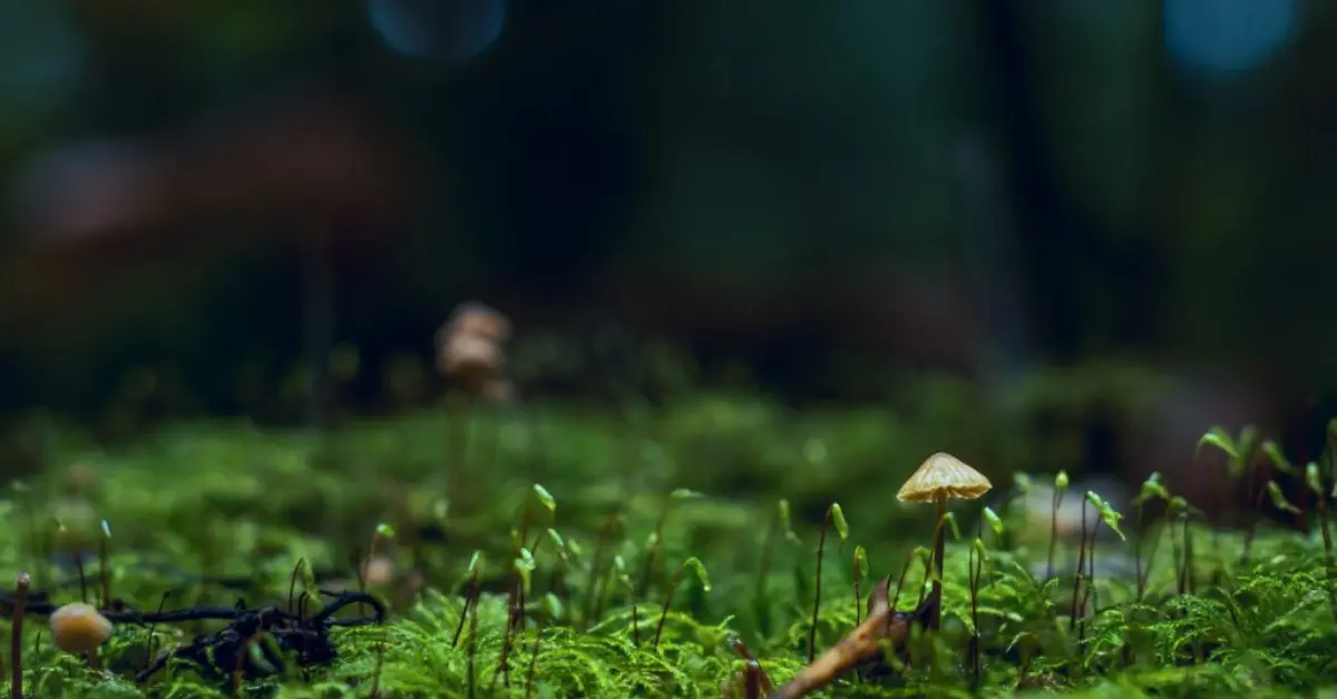 Psilocybin Microdosing Guide: Benefits, Safety