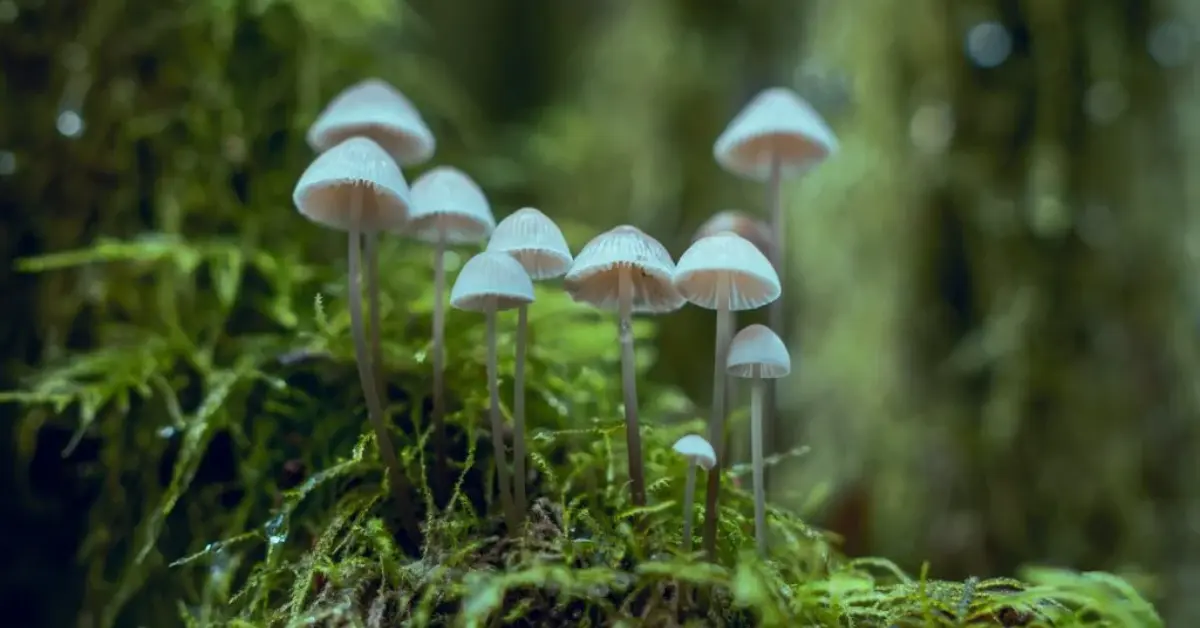 Best Magic Mushrooms for Microdosing: Top Strains & Benefits